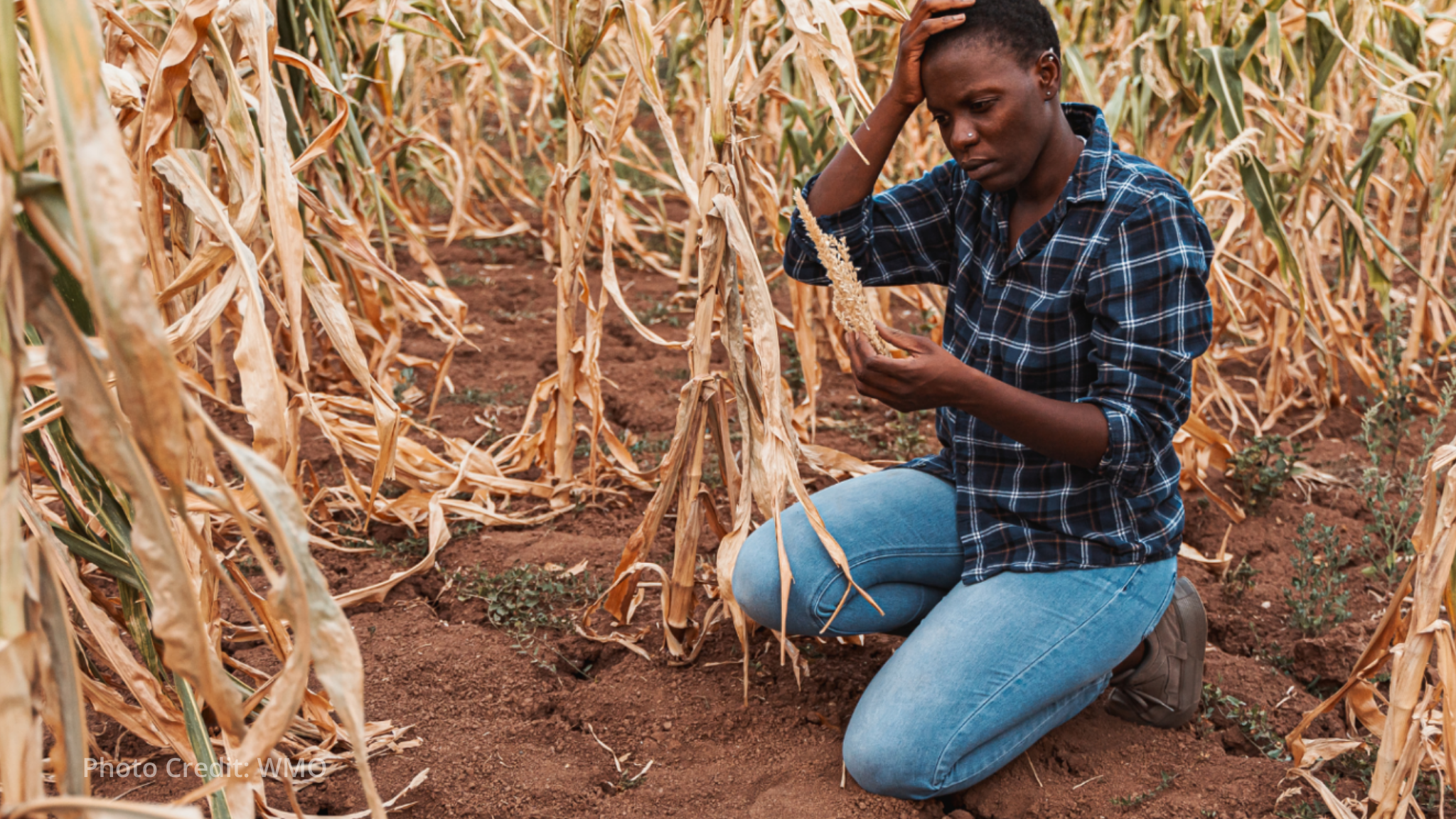 Extreme heat is becoming agriculture's biggest threat, FAO-WMO report warns