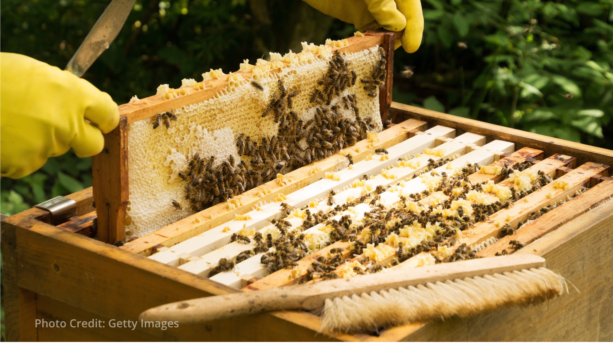 Chile uses nuclear science to authenticate honey and protect beekeepers