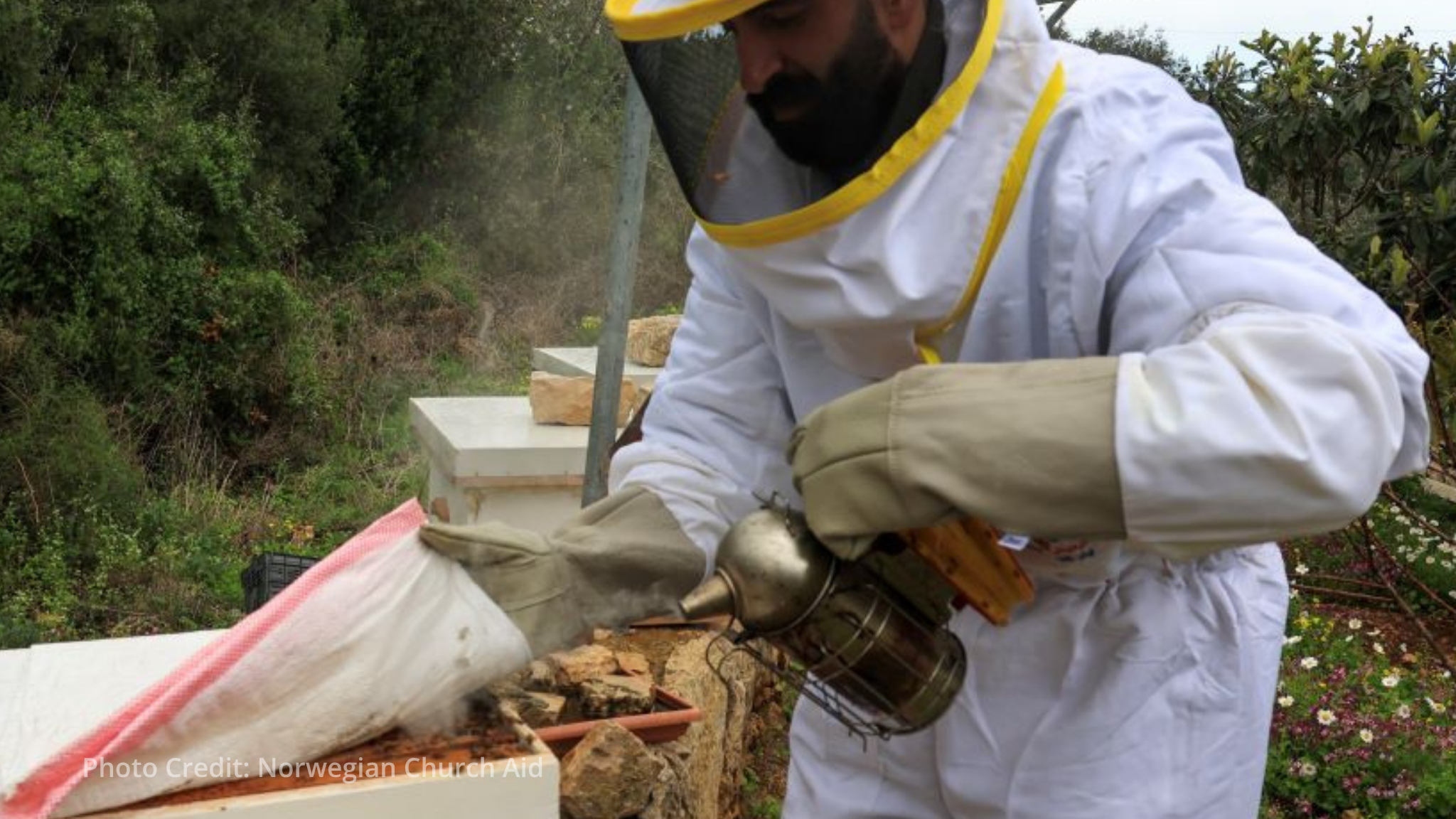 Beekeeping offers lifeline amid Lebanon's food crisis