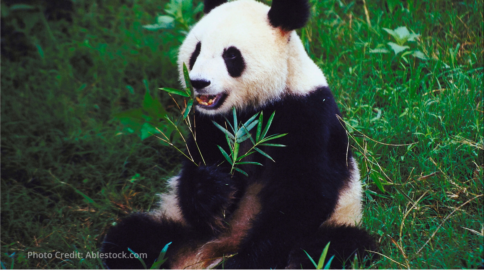 AIIB and ADB back Pakistan's first Panda Bond for green infrastructure