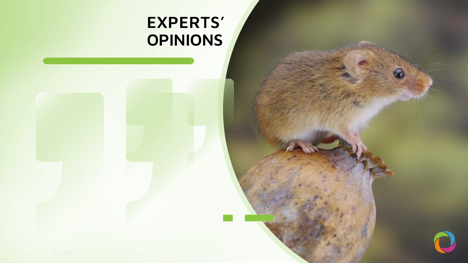 Can the recent hantavirus outbreak be a sign of a new pandemic? | Experts’ Opinions