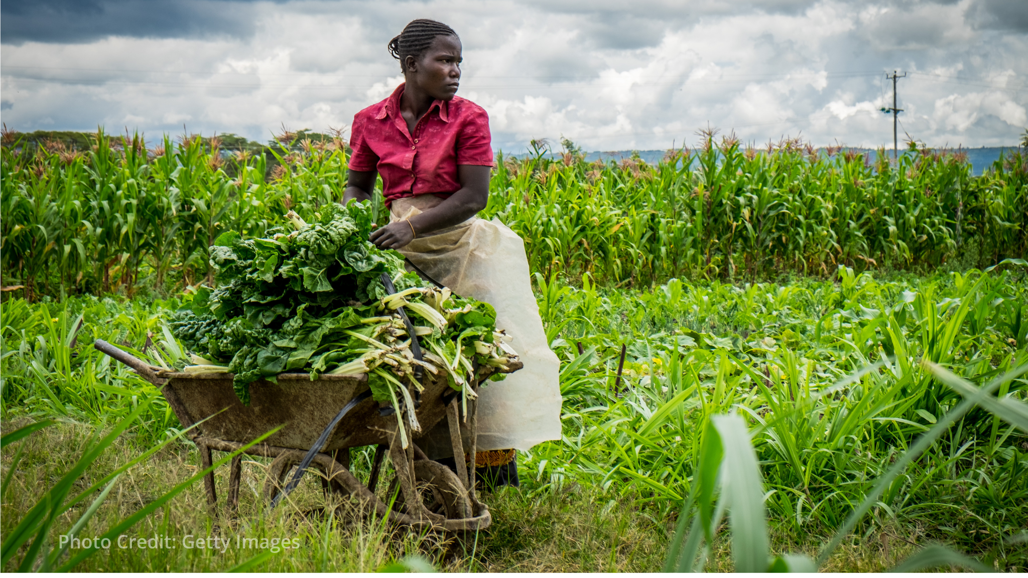 African Development Bank and WFP launch USD 87 million project to strengthen agriculture in Sudan