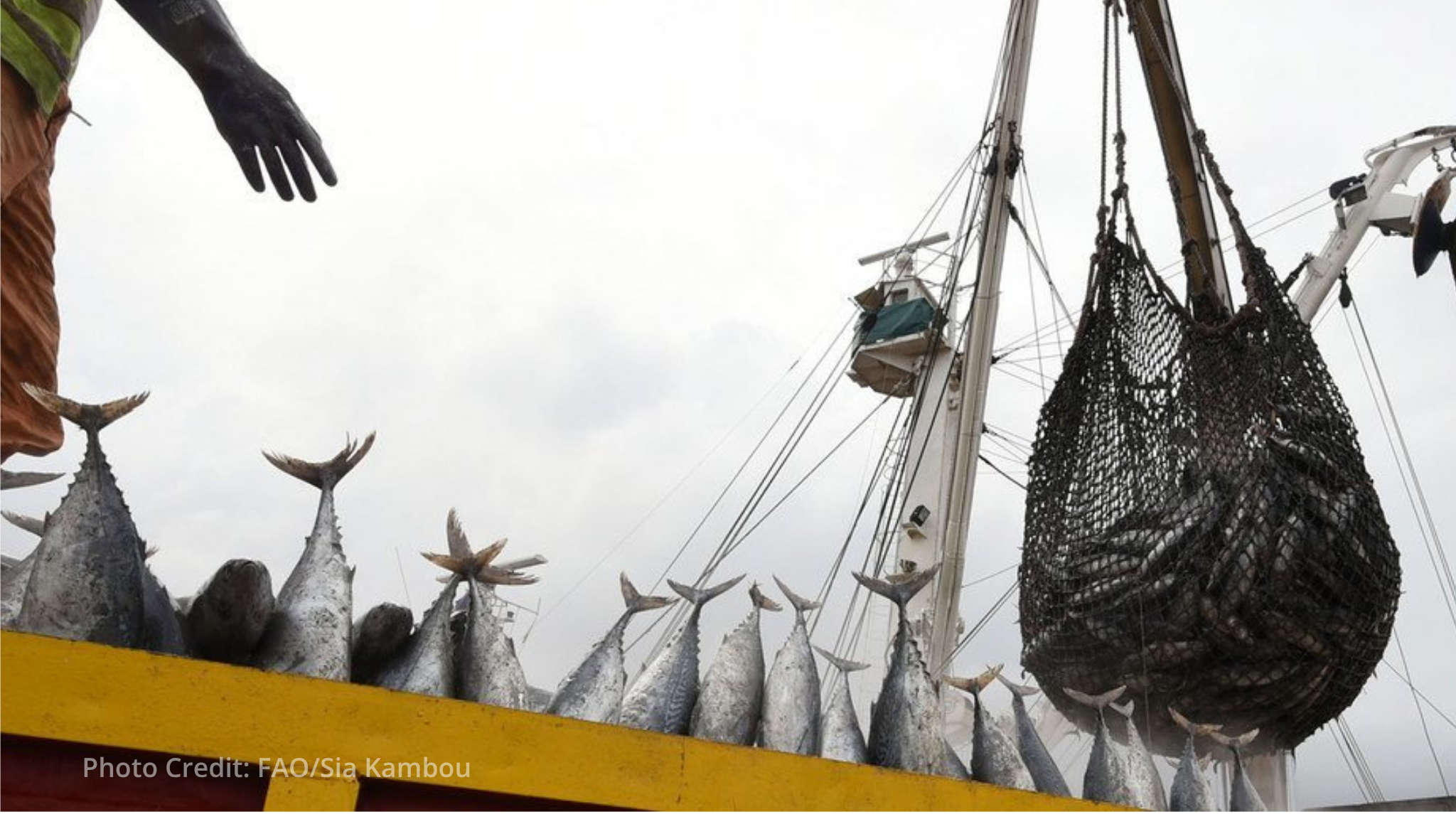 Global fish production reaches record high amid climate concerns | Report Global fish production reaches record high amid climate concerns | Report
