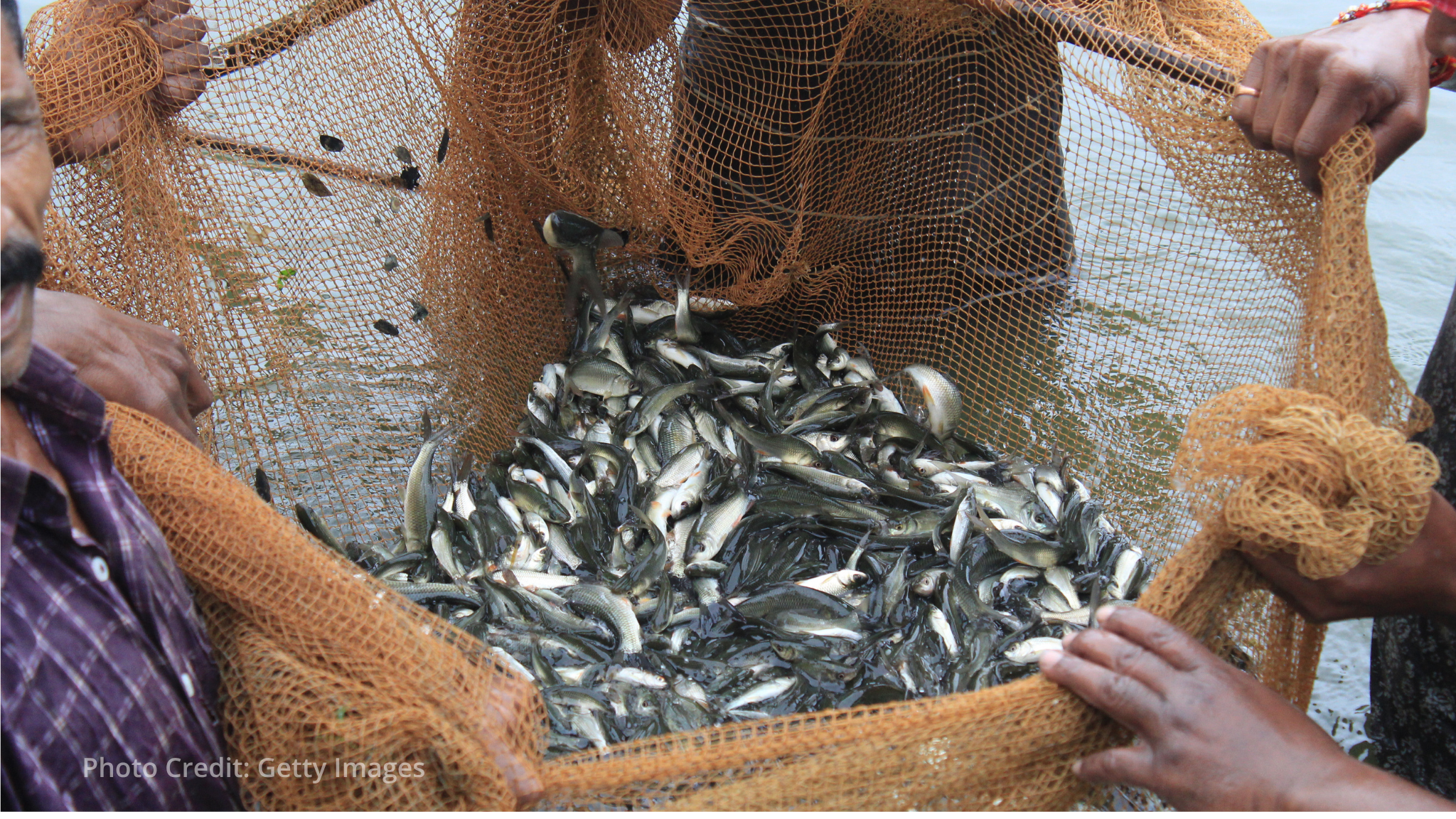 SOFIA 2026: Global fisheries and aquaculture production reaches new highs | Report