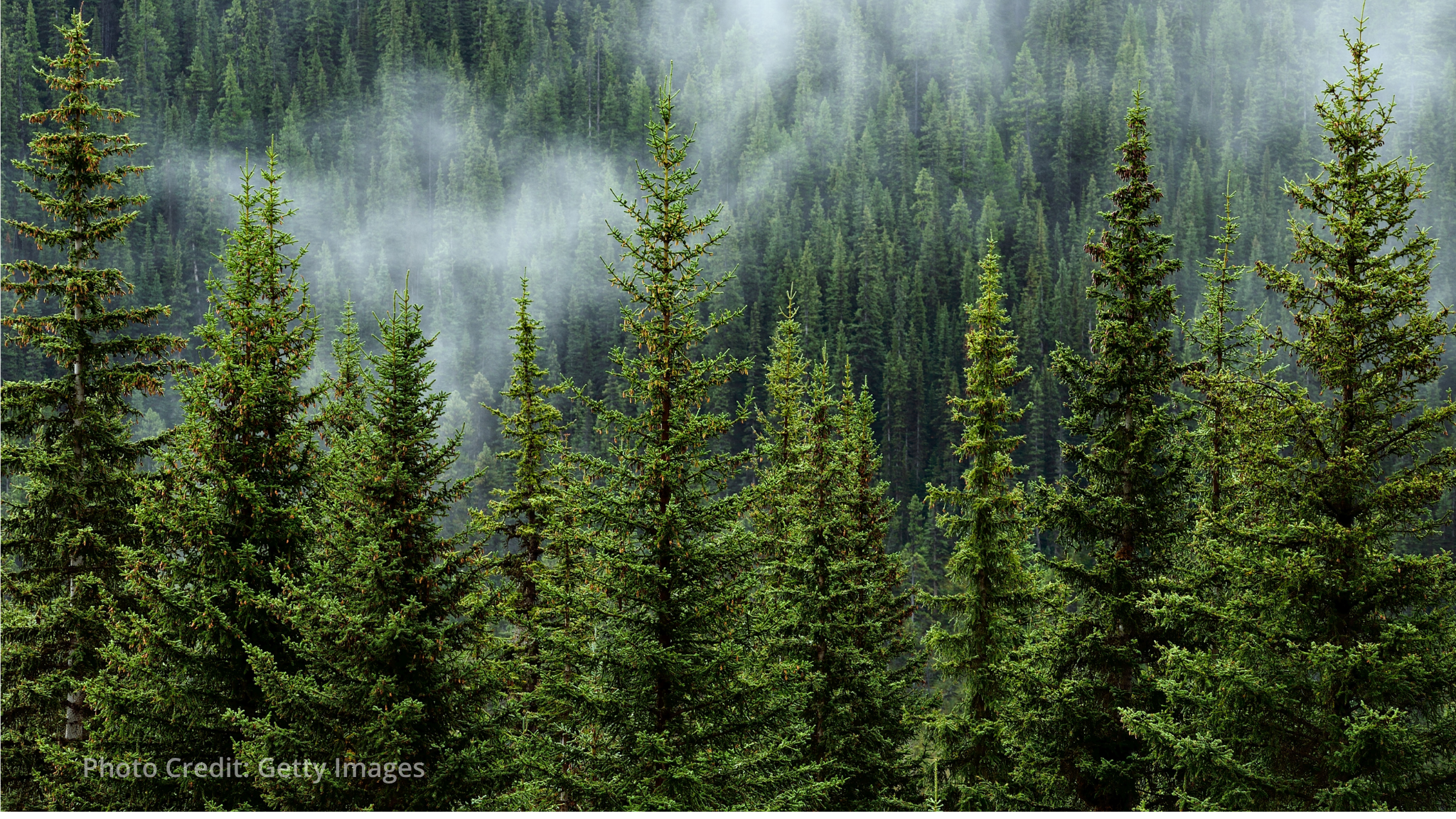 Norway and FAO expand forest monitoring to boost climate action