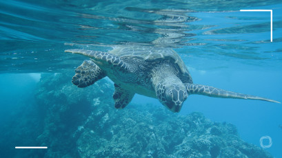 Inside the US$6 trillion ocean economy, receiving 0.1% of global development finance