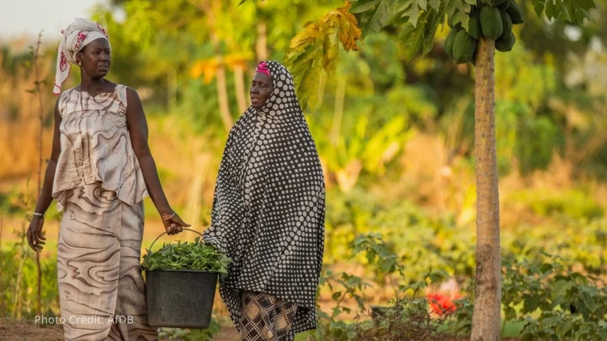 Fifty years of African Development Bank partnership reshape The Gambia's agriculture and trade