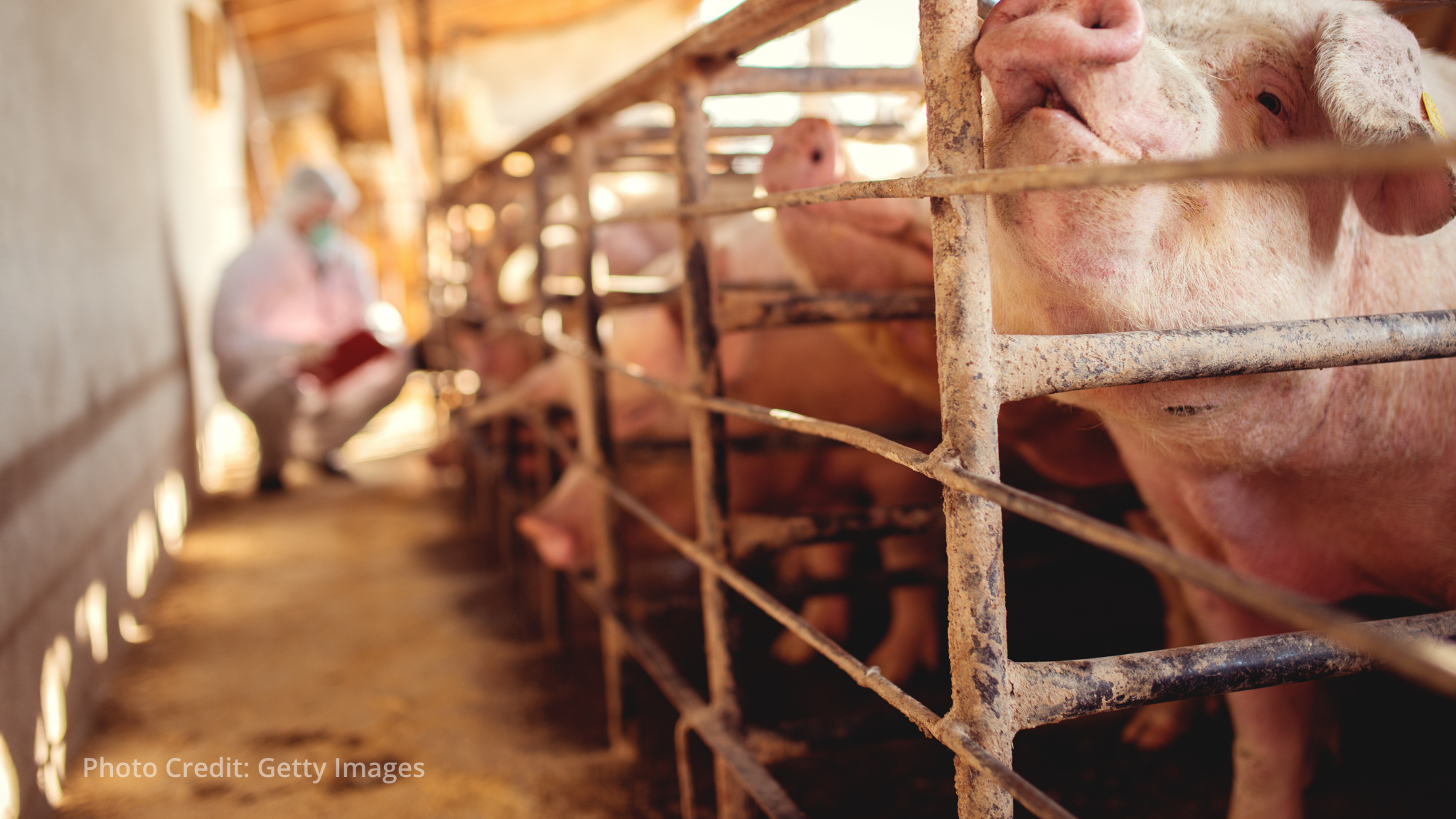 FAO unveils country-led model to combat transboundary animal diseases FAO unveils country-led model to combat transboundary animal diseases
