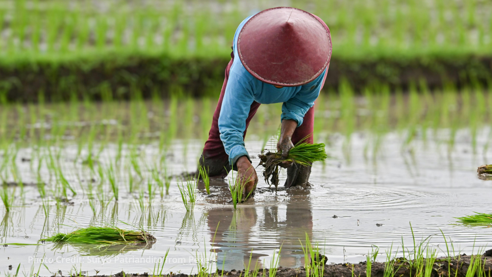 FAO Committee on Agriculture opens with call for science and innovation