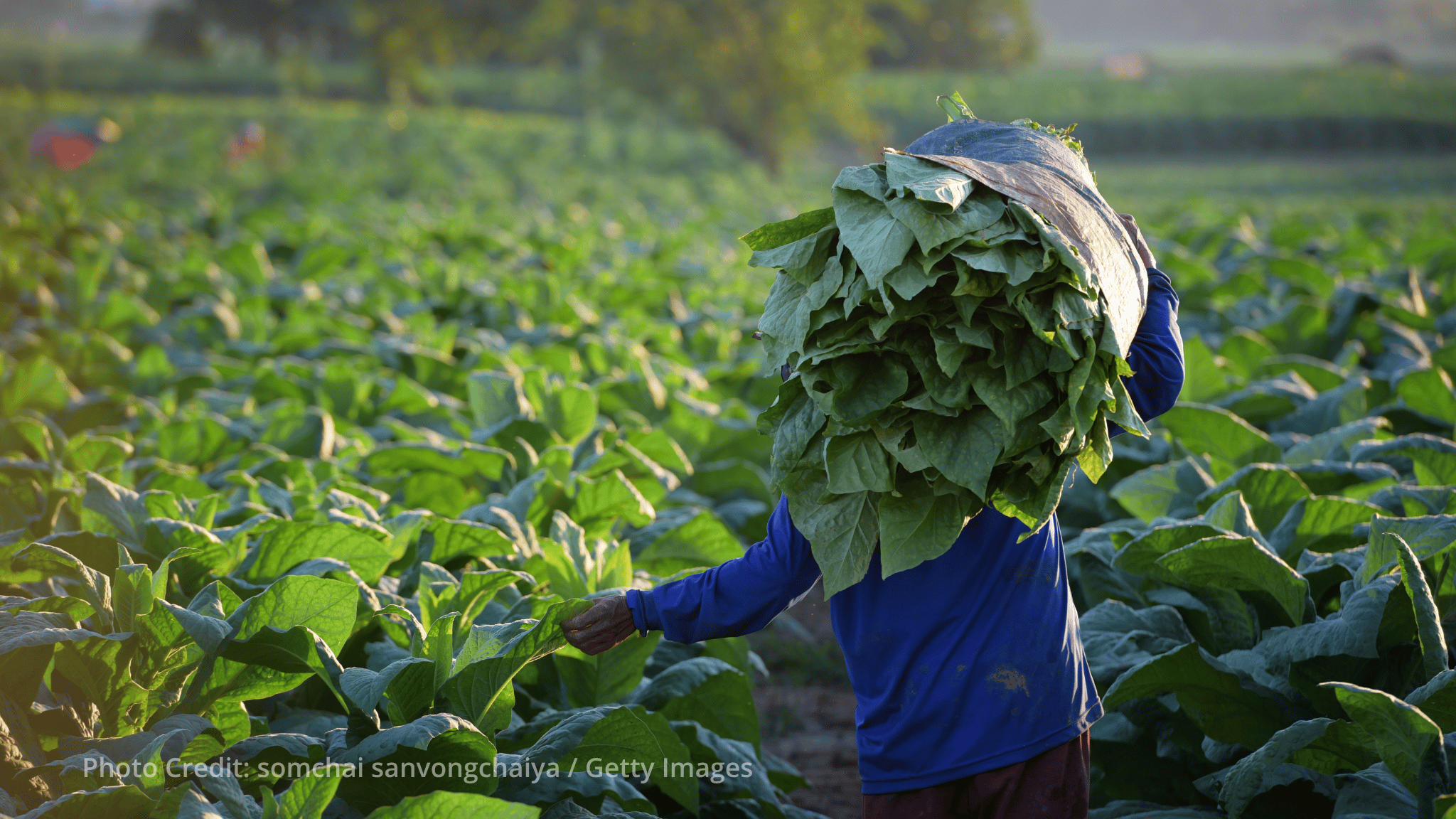 Africa tobacco growing increases despite global decline Africa tobacco growing increases despite global decline