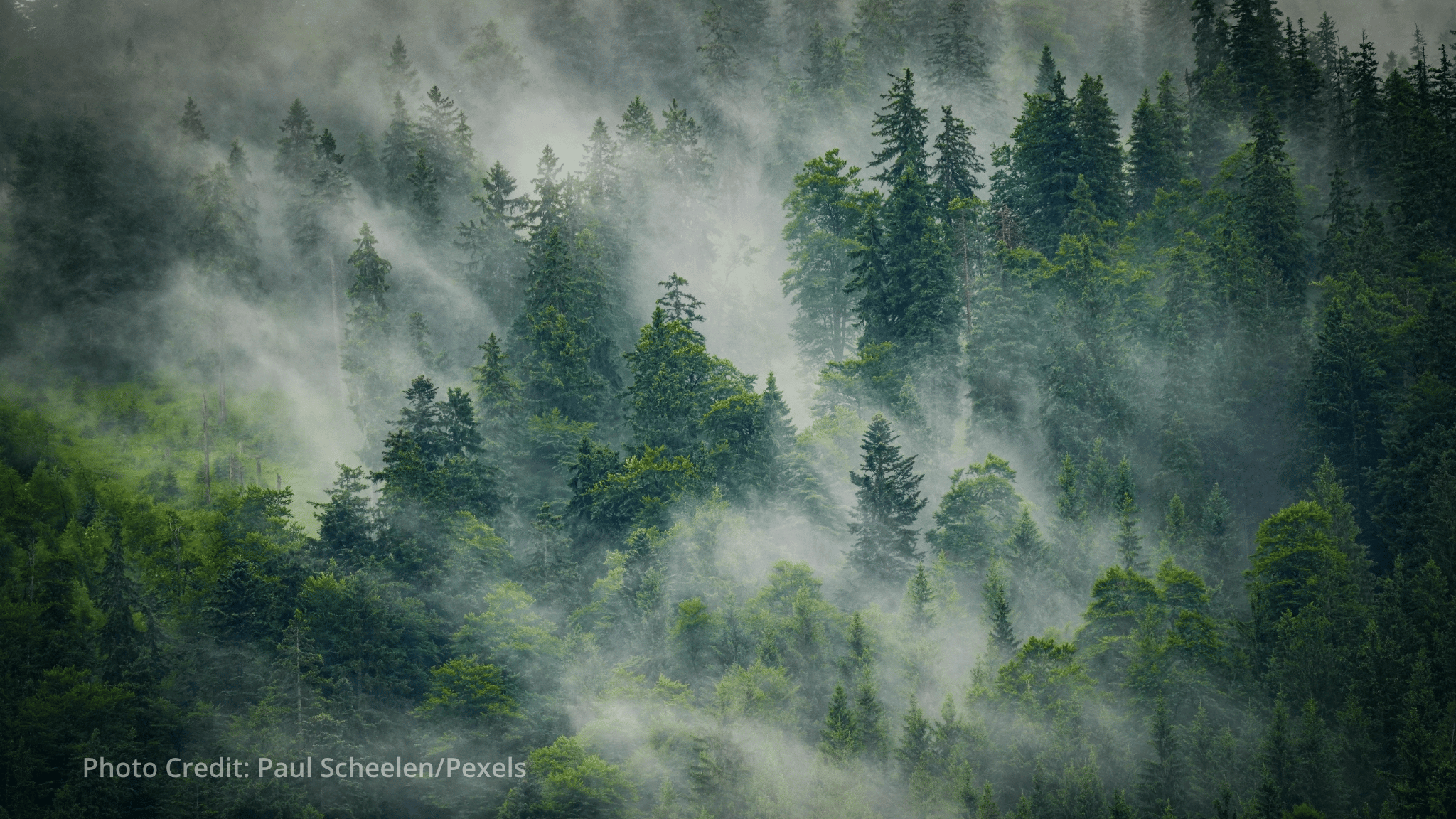FAO urges cuts to food loss and waste to protect forests