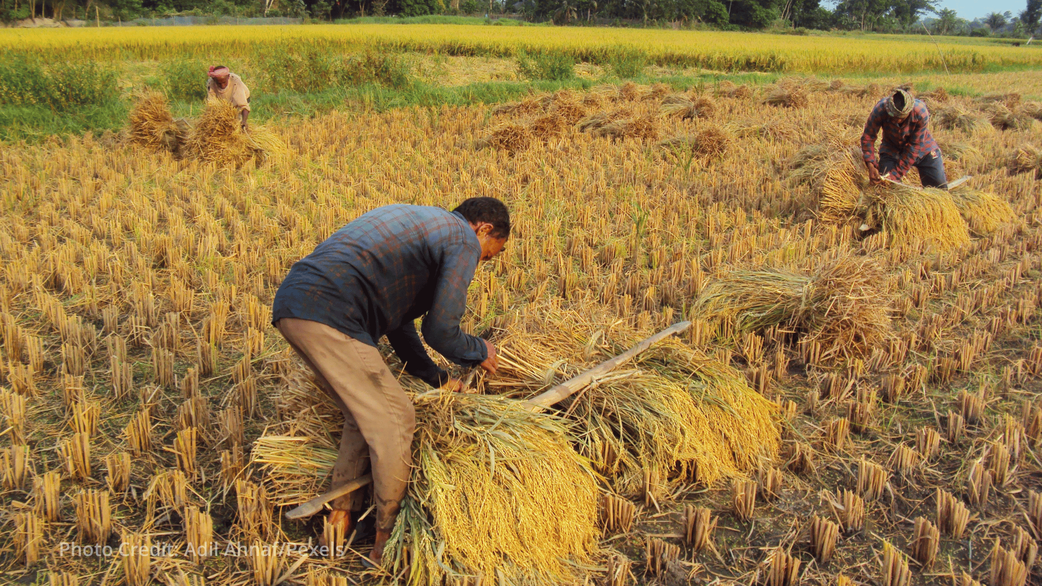 Climate-friendly rice cultivation in Thailand turns EUR 2 million seed funding into EUR 120 million partnership