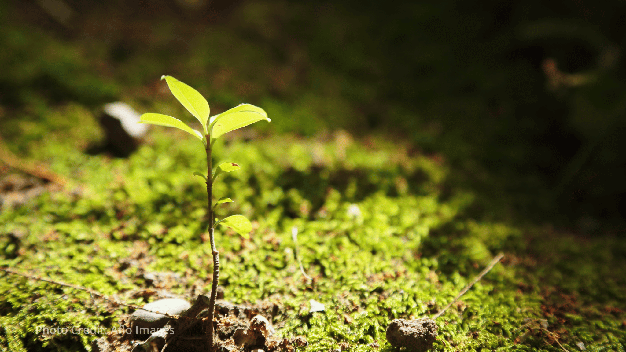 How developing countries can gain more from biodiversity-based trade