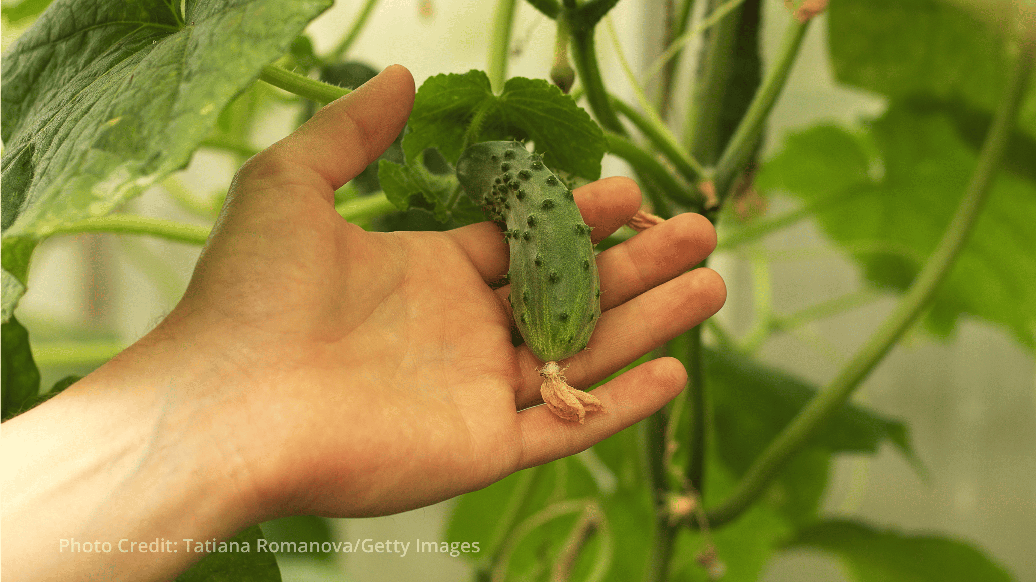 Council and Parliament agree on updated rules for organic farming in the EU