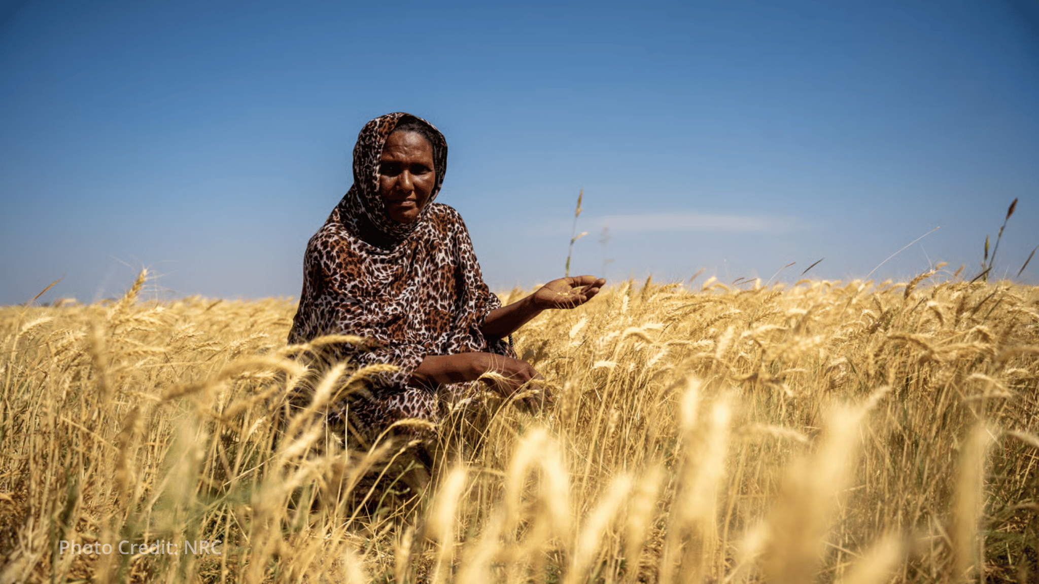 Sudan's harvest at risk as millions face worsening hunger in 2027