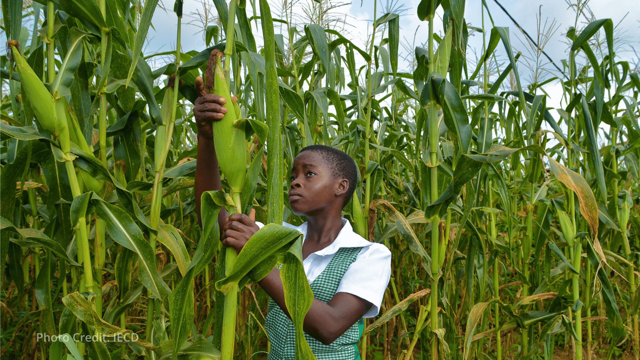 IFAD, Cameroon and World Bank launch AgriConnect Compact to transform agropastoral sector