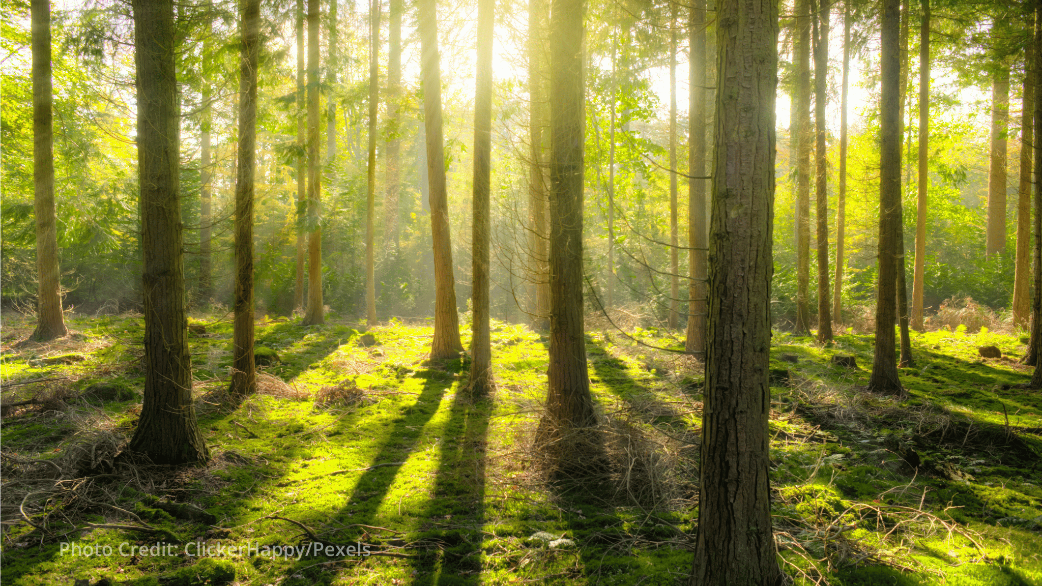Green Climate Fund backs $46 million initiative to protect Cameroon's permanent forests