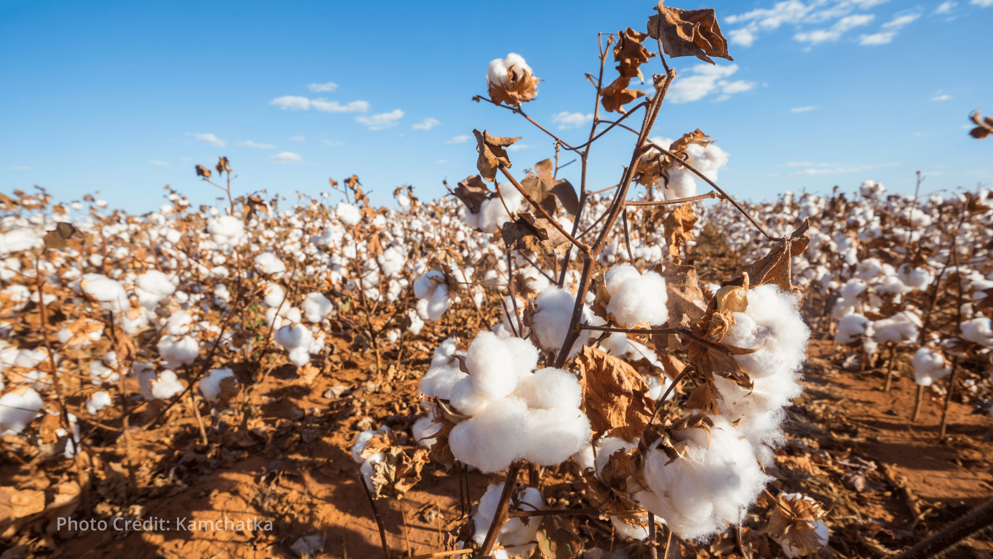 ILO launches assessment on climate change and water scarcity impacts on Turkmenistan's cotton sector