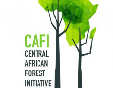 Central African Forest Initiat