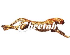 Cheetah Development
