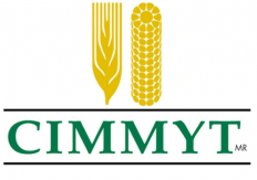 CIMMYT - International Maize and Wheat Improvement Center - Mexico