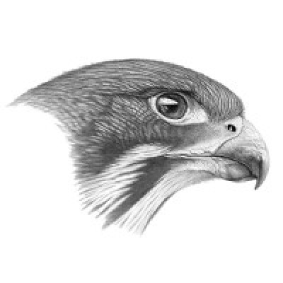 Falcon Analytica