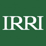 IRRI - International Rice Research Institute - India