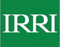 IRRI - International Rice Rese