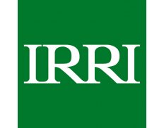 IRRI - International Rice Rese