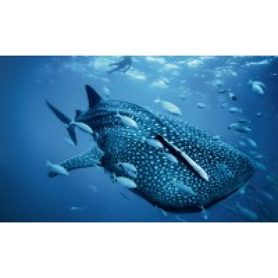 MarinBio Agritechsolutions Lim