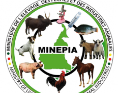 Ministry of Livestock, Fisheries and Animal Industries / Ministère de l'Elevage, des Pêches et des Industries Animales (Cameroon)
