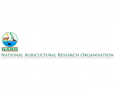 National Agricultural Research Organisation - NARO